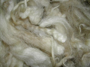 Raw wool